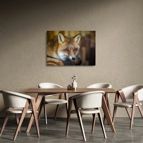 Tablou pe sticlă cu vulpe (70x50 cm)