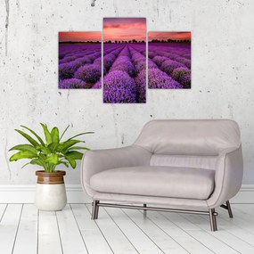 Tablou - Câmp de lavandă (90x60 cm)