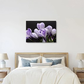 Tablou pe sticlă - Crocus violet (70x50 cm)