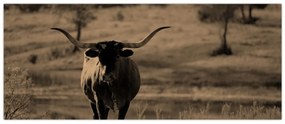 Tablou - Vacă din Texas (120x50 cm)
