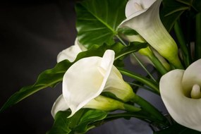 Aranjament floral mediu design LUX FAZZOLETTO CALLA