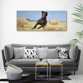 Tablou pe pânză canvas Un cal în galop