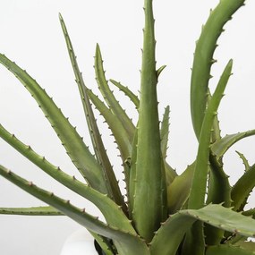 Aranjament floral mare OBICE DAVID EARS WITH ALOE