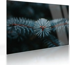 Tablou pe sticlă -Crenguțe ale unui conifer (70x50 cm)