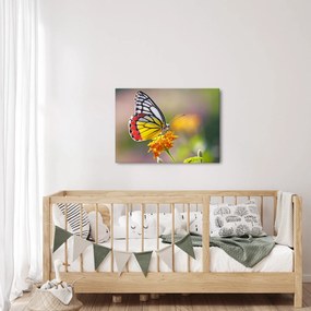 Tablou - Fluture pe floare (70x50 cm)