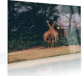 Tablou pe sticlă cu două girafe (70x50 cm)