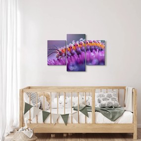 Tablou - Caterpillar (90x60 cm)