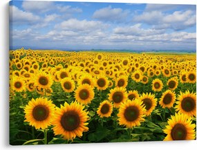 Tablou cu lan de floarea soarelui (70x50 cm)