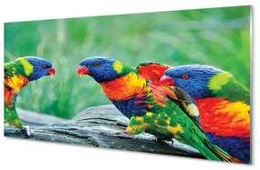 Panouri de sticlă copac papagal colorat
