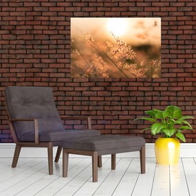 Tablou - Iarbă la soare (90x60 cm)