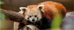 Tablou cu panda roșie (120x50 cm)