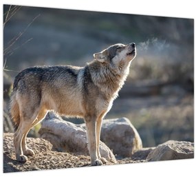 Tablou - Lupul urlător (70x50 cm)