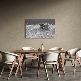 Tablou - Vacă scoțiană 5,alb-negru (90x60 cm)