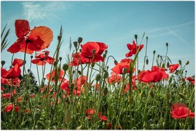 Tablou - Pe câmpul cu maci (90x60 cm)