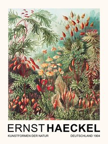 Reproducere Muscinae–Laubmoose / Rainforest Plants (Vintage Academia) - Ernst Haeckel