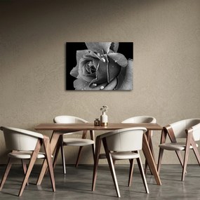 Tablou cu trandafir - albneagră (70x50 cm)