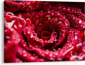 Tablou cu floarea trandafirului roșu (70x50 cm)