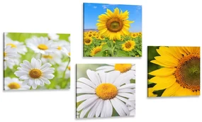 Set tablouri flori frumoase pe luncă