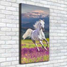 Tablouri tipărite pe pânză Cal alb în galop