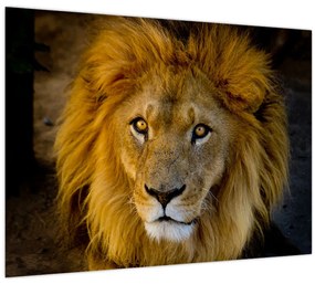 Tablou - Portret de leu (70x50 cm)