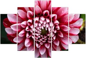 Tablou cu dalie roz (150x105 cm)