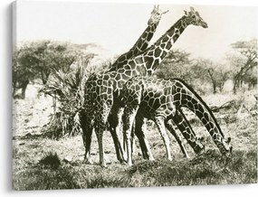 Tablou - Girafe, de epocă (70x50 cm)