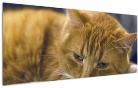 Tablou cu pisica (120x50 cm)