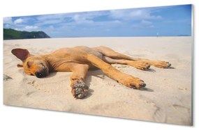 Panouri de sticlă Minciuna plajă câine