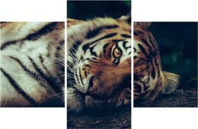 Tablou - Tigrul Siberian (90x60 cm)