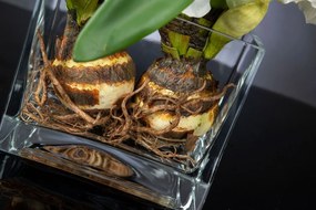 Aranjament floral mediu design LUX SQUARE AMARYLLIS BULB