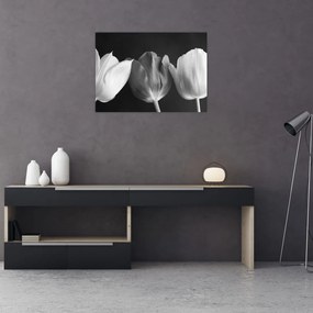 Tablou pe sticlă - Lalele alb negre (70x50 cm)
