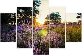 Tablou - Câmp cu lavandă (150x105 cm)