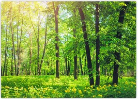 Tablou - Pădurea cu frunze de primăvară (70x50 cm)