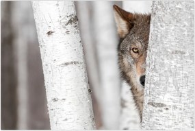Tablou - Lup (90x60 cm)