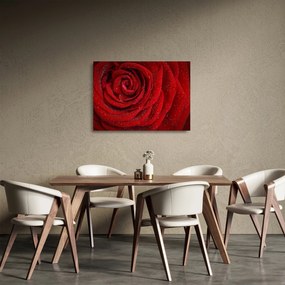 Tablou pe sticlă - detaliu de trandafir (70x50 cm)