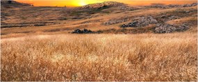 Tablou cu câmp (120x50 cm)