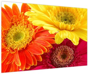 Tablou - Flori Gerbery (90x60 cm)