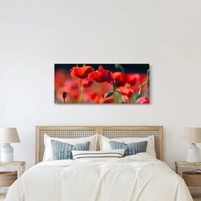 Tablou - flori de maci (120x50 cm)