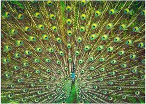 Tablou - Peacock (70x50 cm)