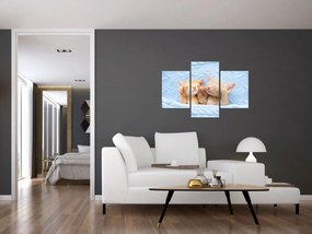 Tablou - Pisicuțe adormite (90x60 cm)