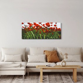 Tablou - Maci în vânt (120x50 cm)