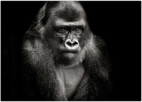 Tablou - Gorila (70x50 cm)
