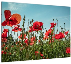 Tablou - Pe câmpul cu maci (70x50 cm)