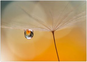 Tablou - Flori macro (70x50 cm)