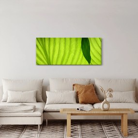 Tablou - Detaliu de frunză verde (120x50 cm)