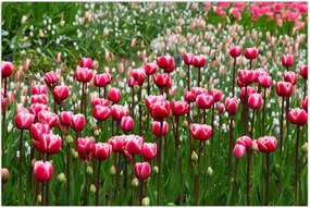 Tablou - Lalele (90x60 cm)