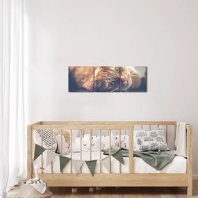 Tablou - Pisici pe podea (cu ceas) (90x30 cm)