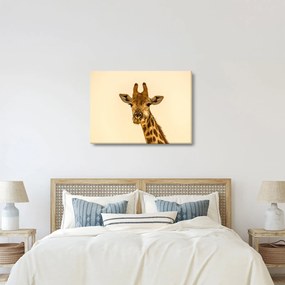Tablou cu girafe (70x50 cm)