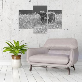 Tablou - Vacă scoțiană 5,alb-negru (90x60 cm)