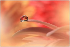 Tablou picăturii de rouă pe floare (90x60 cm)